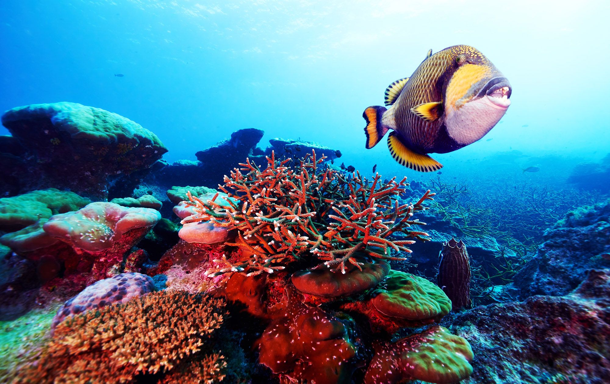 triggerfish scuba dive