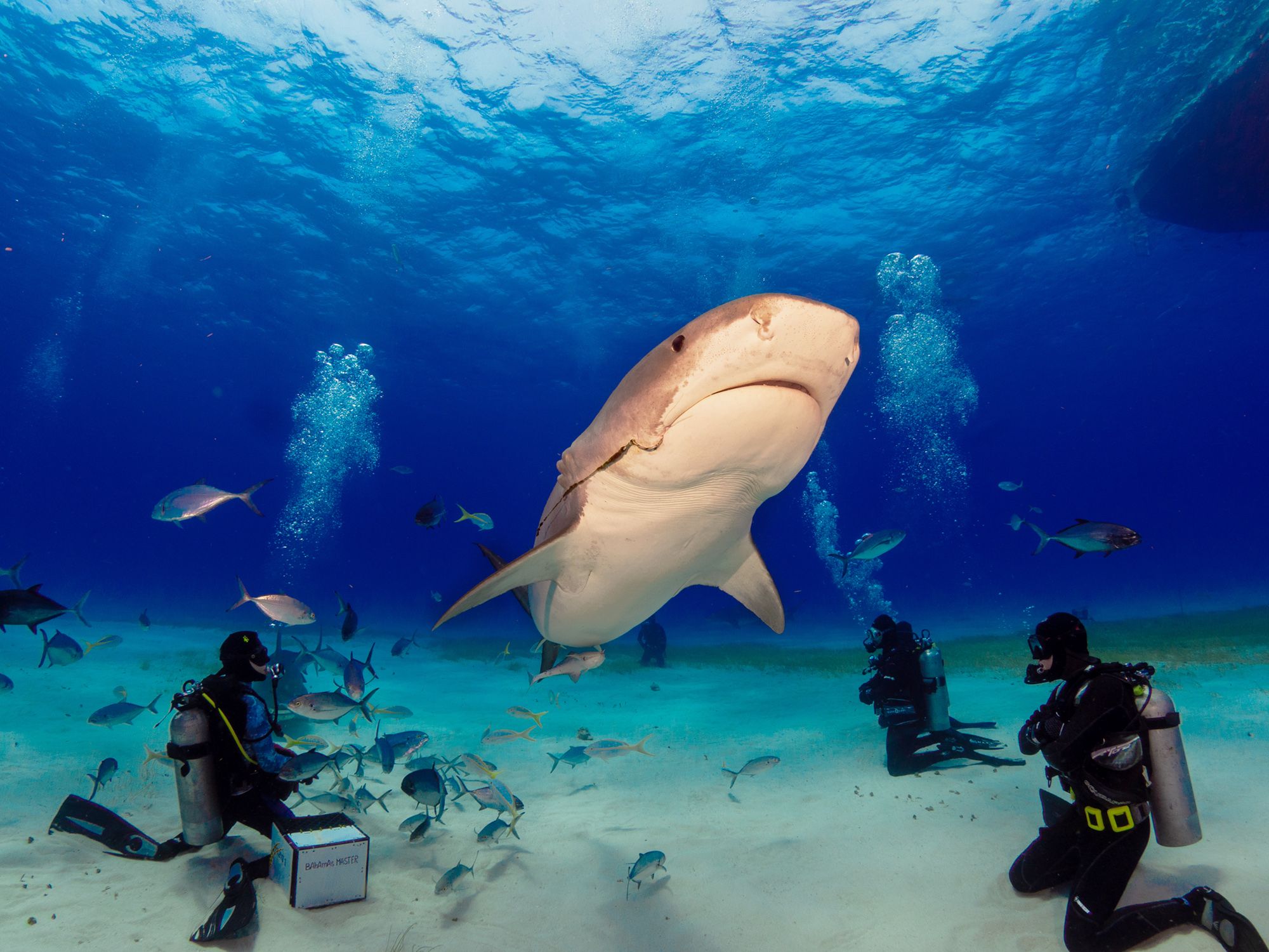 Shark Diving Sites
