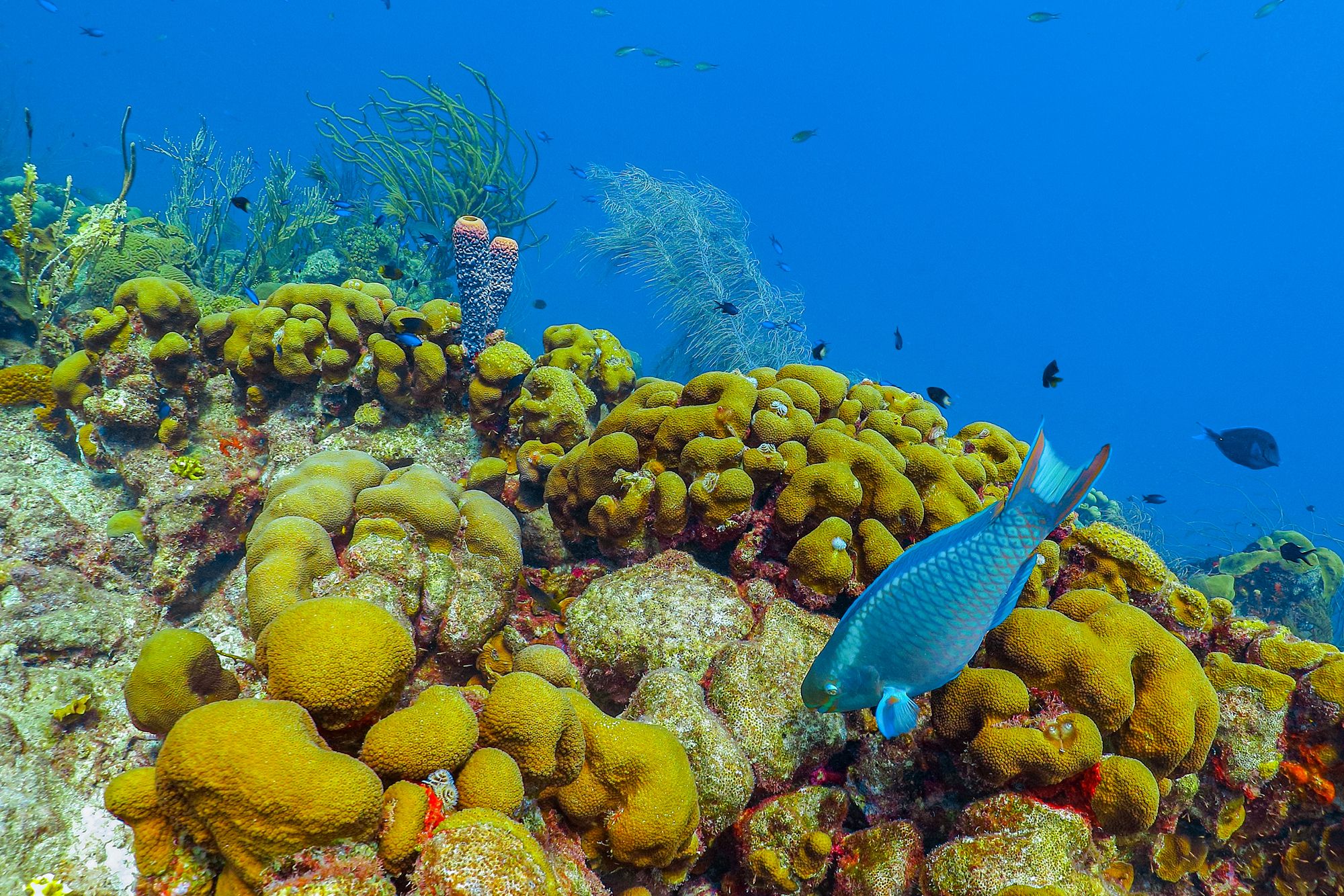 Saint Lucia Snorkel Parrot Fish