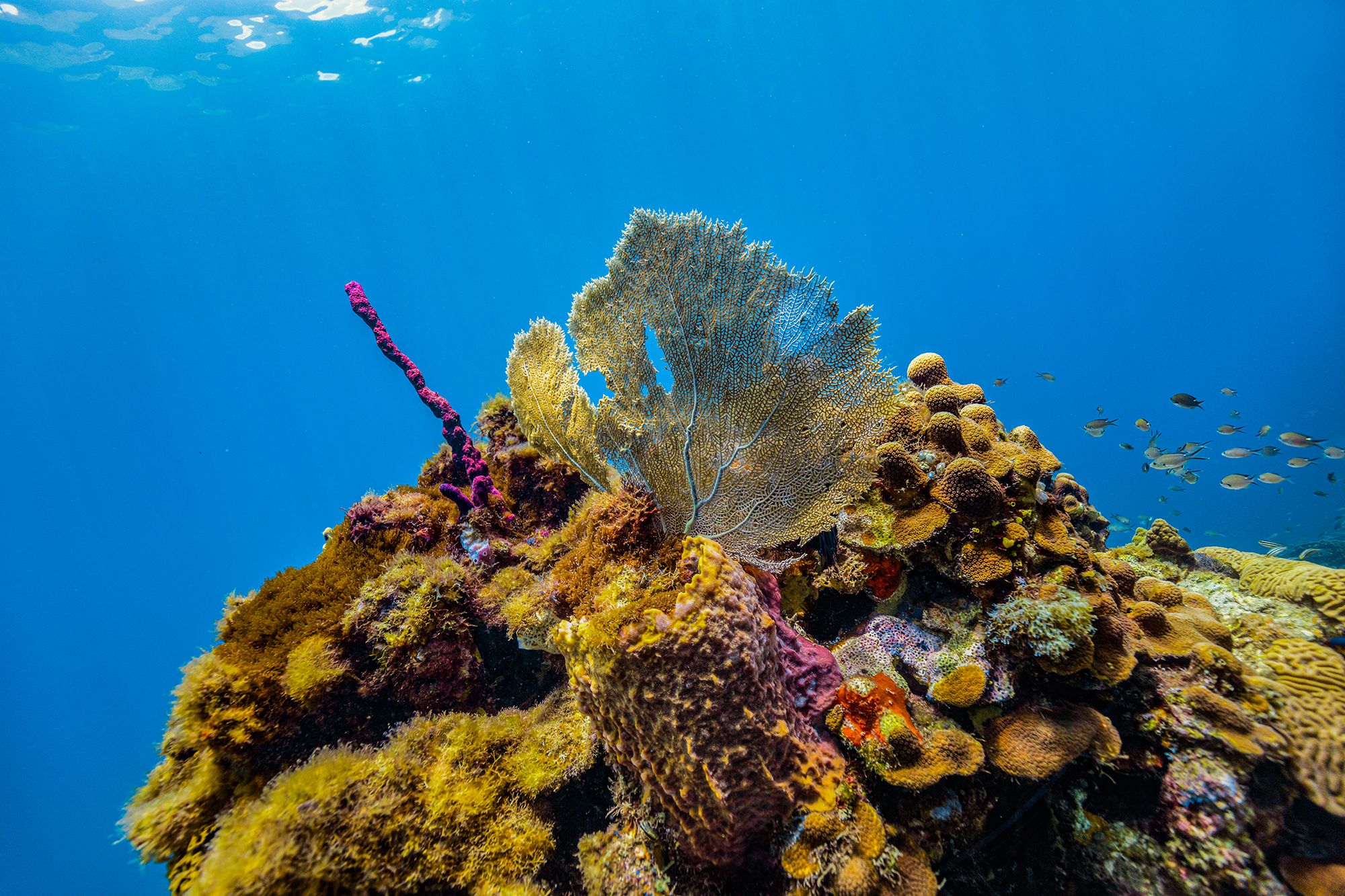 Saint Lucia Snorkel Underwater
