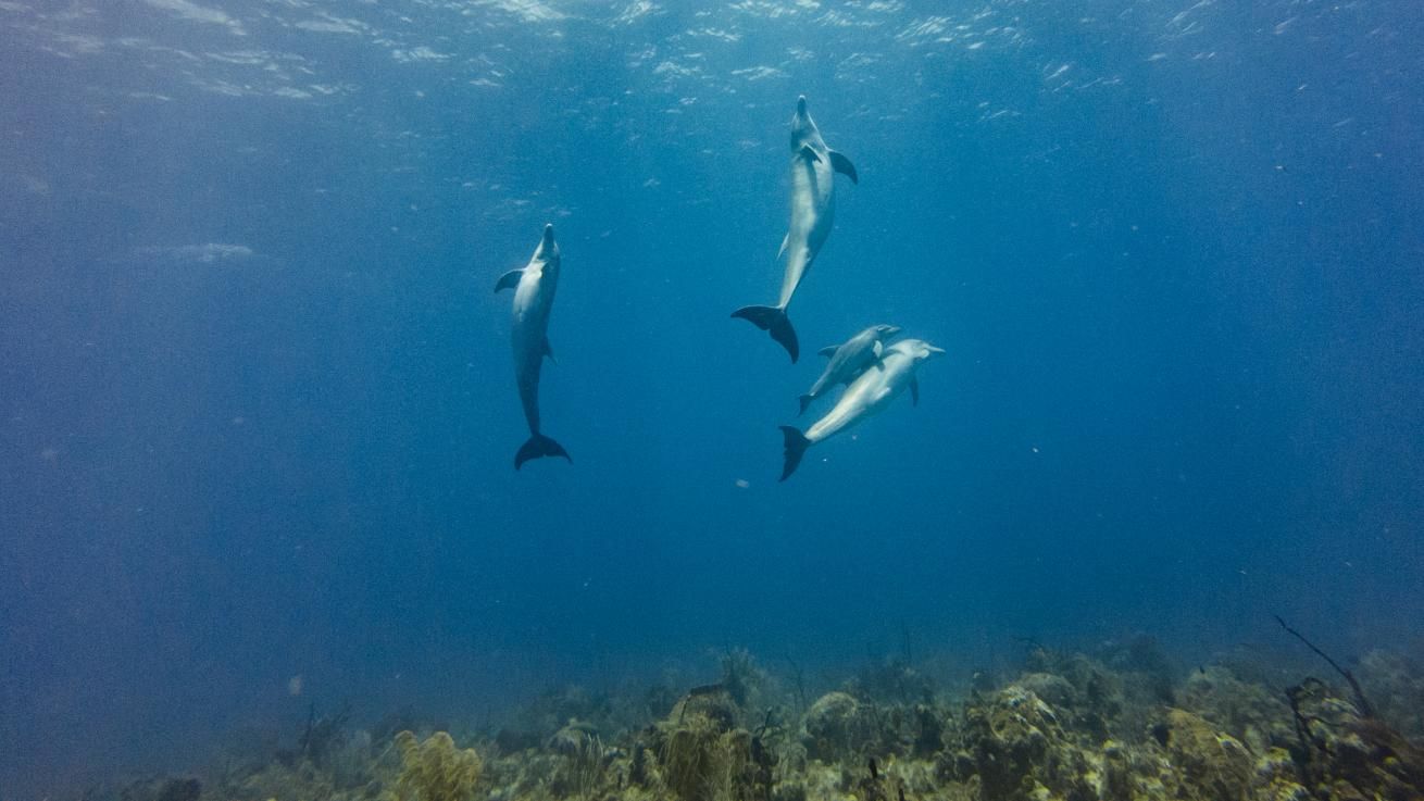 JA_Negril_Arches-PlaneShallow_Dolphins_TiffanyDuong