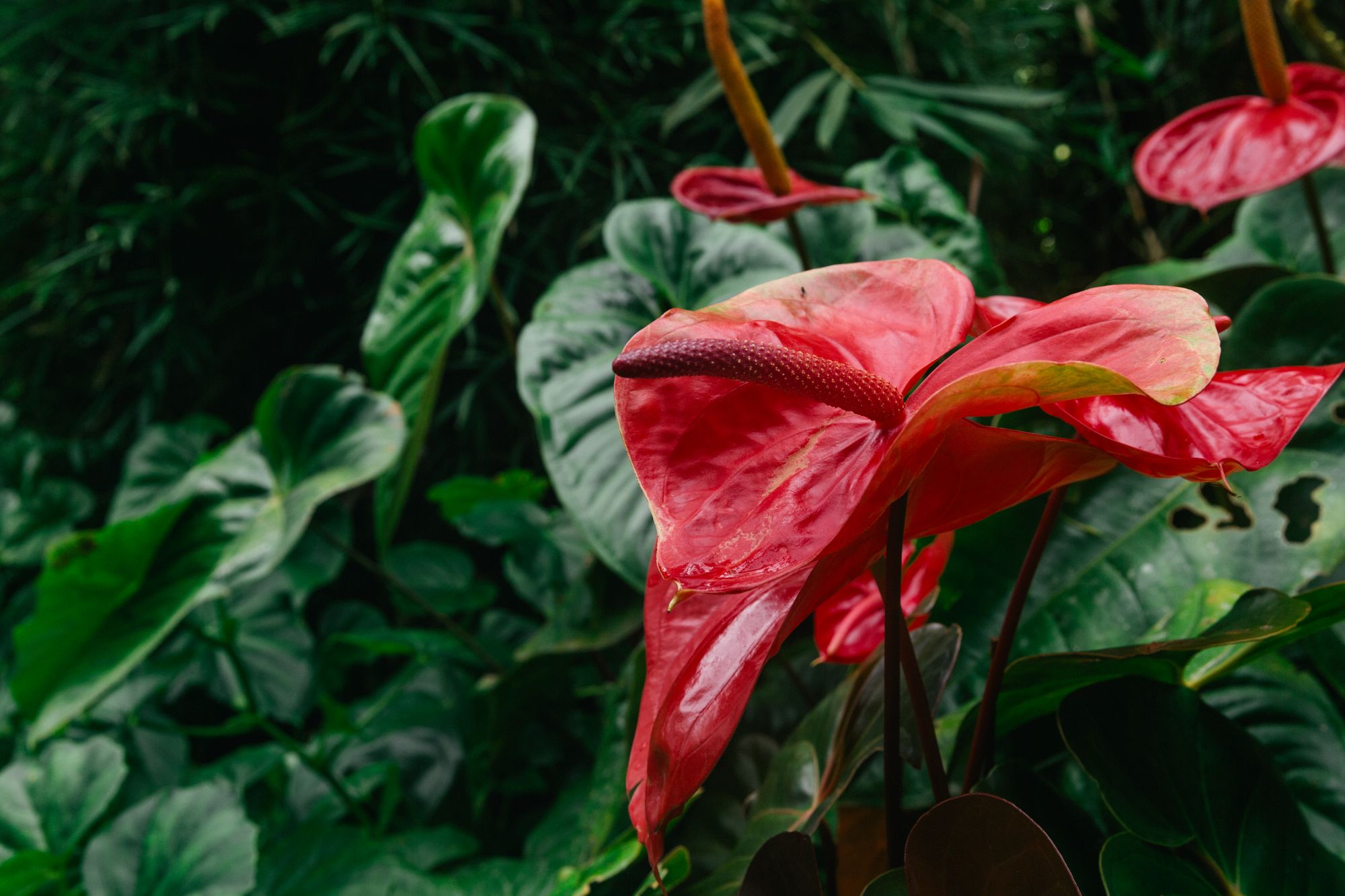 tropical flowers