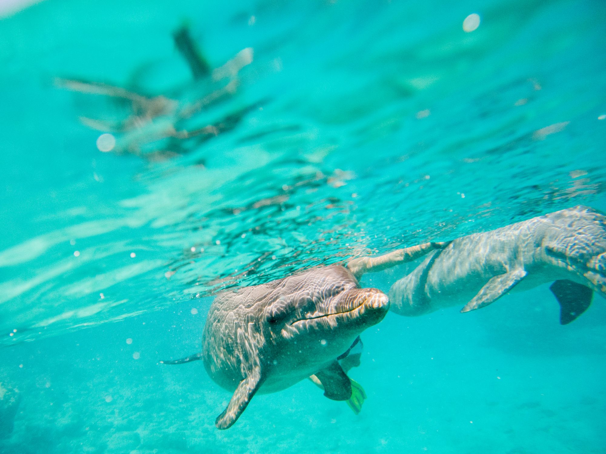 Dolphin watching Caribbean