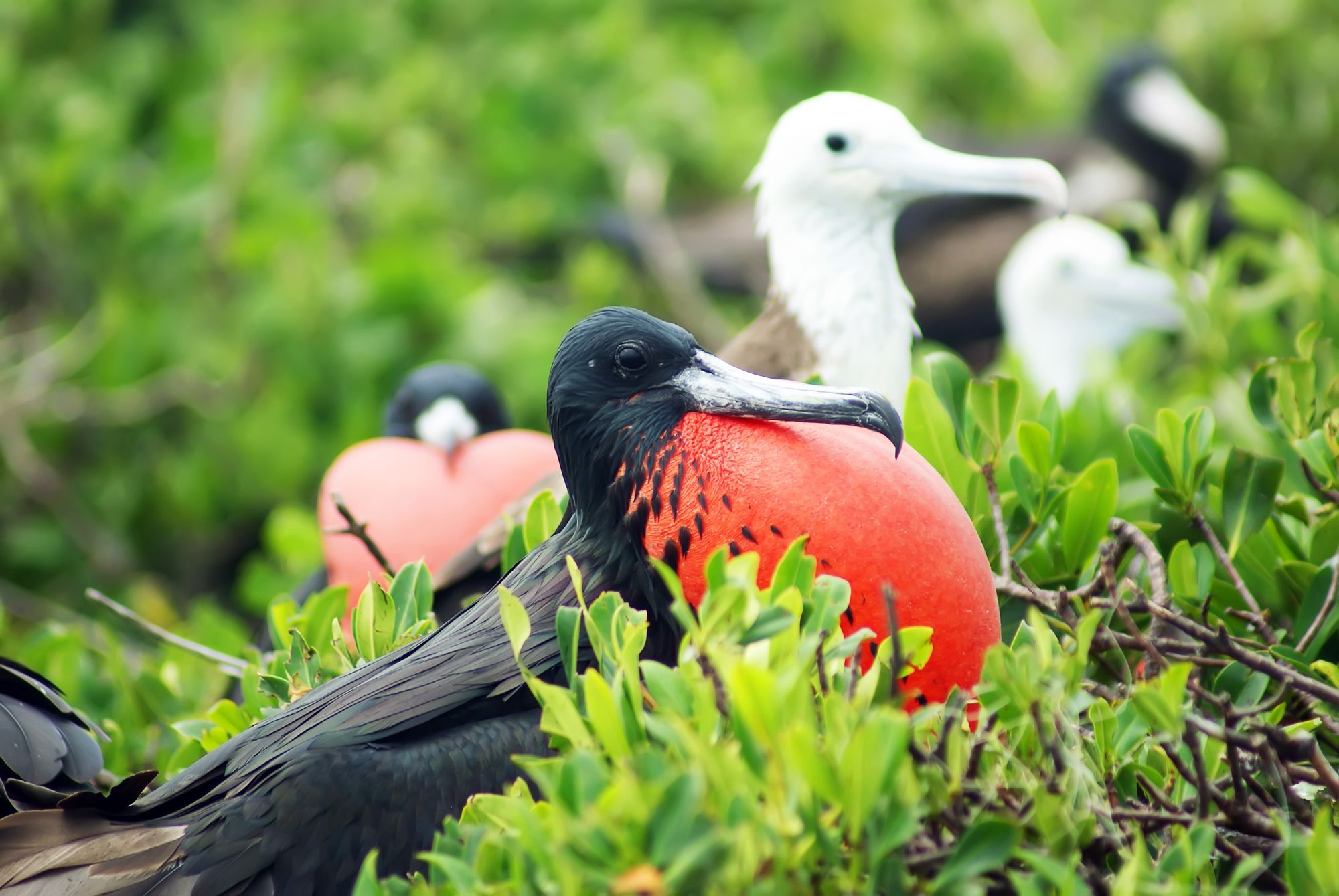 Frigate bird