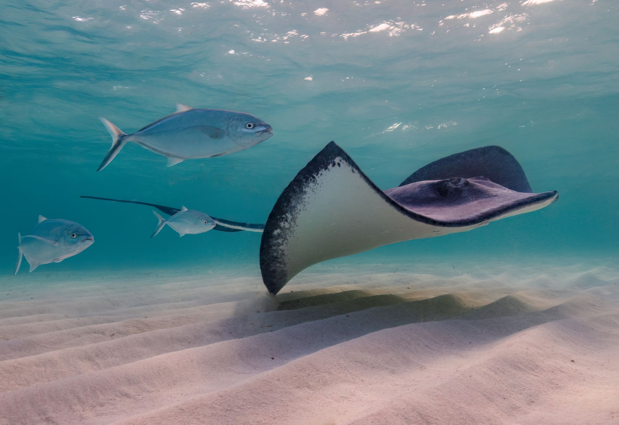 stingray swimming