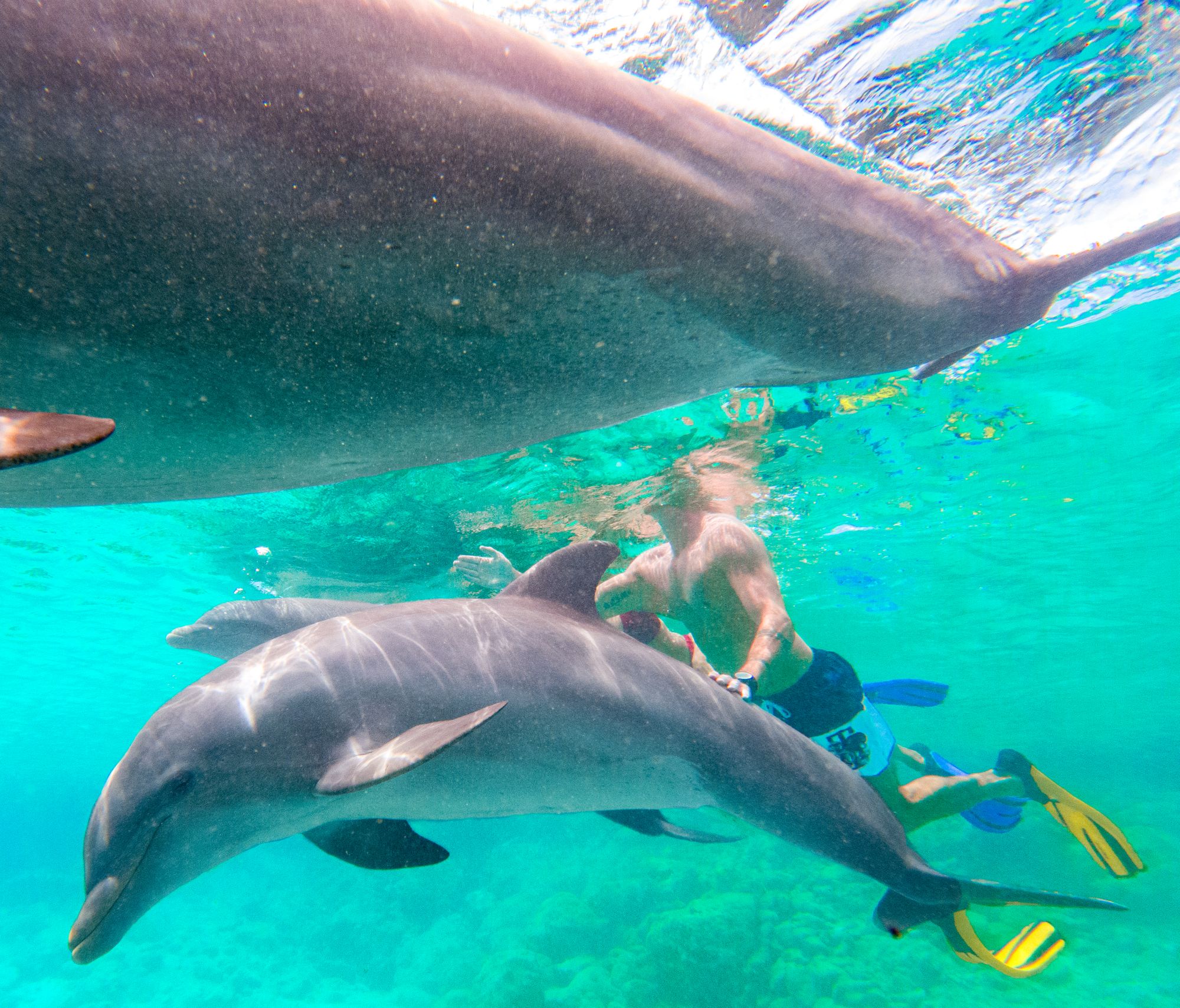 swim with dolphins