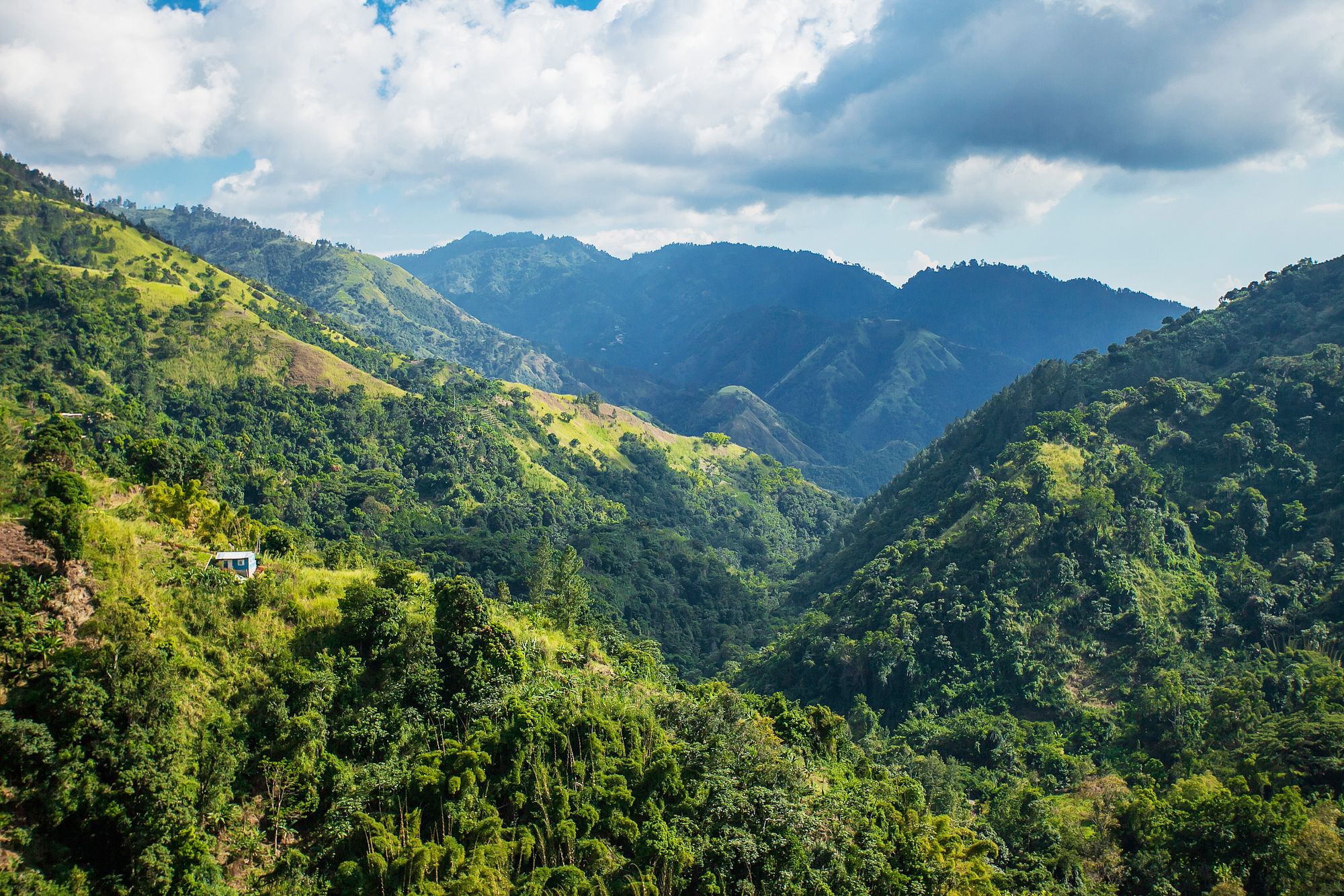 Blue mountains Jamaica