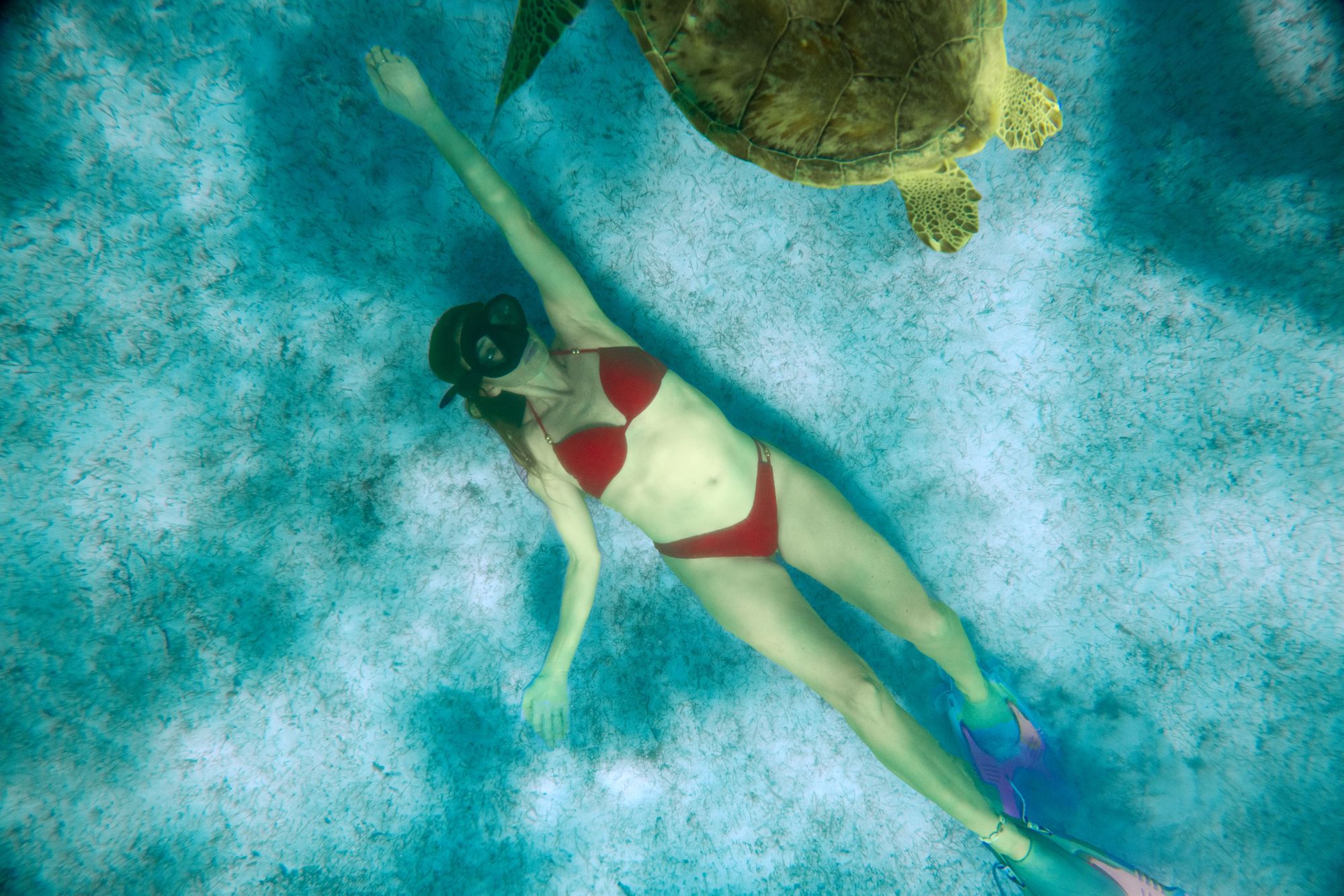 snorkel with turtle
