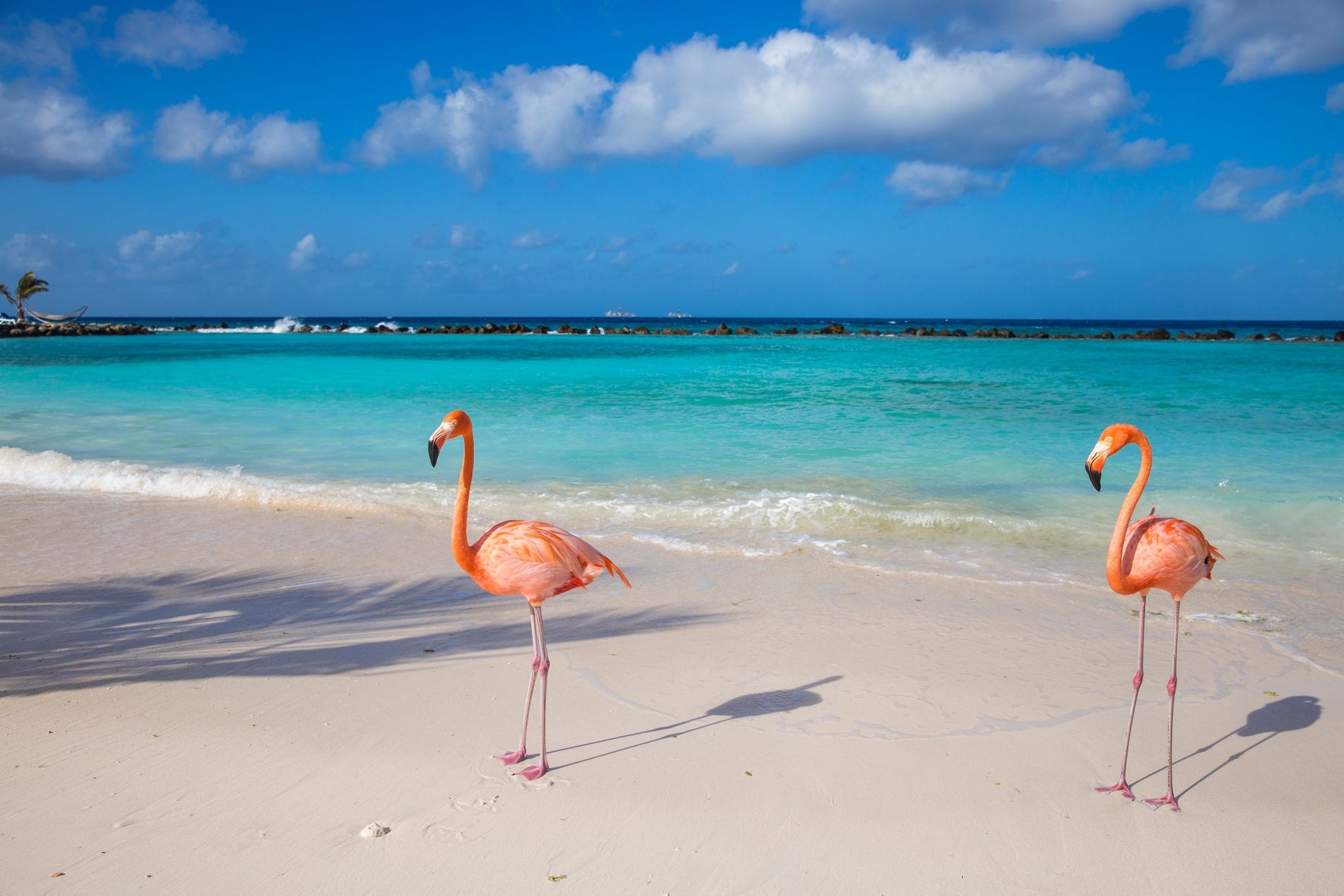 aruba-flamingo-beach-shutterstock-robert-harding-video-2445326889