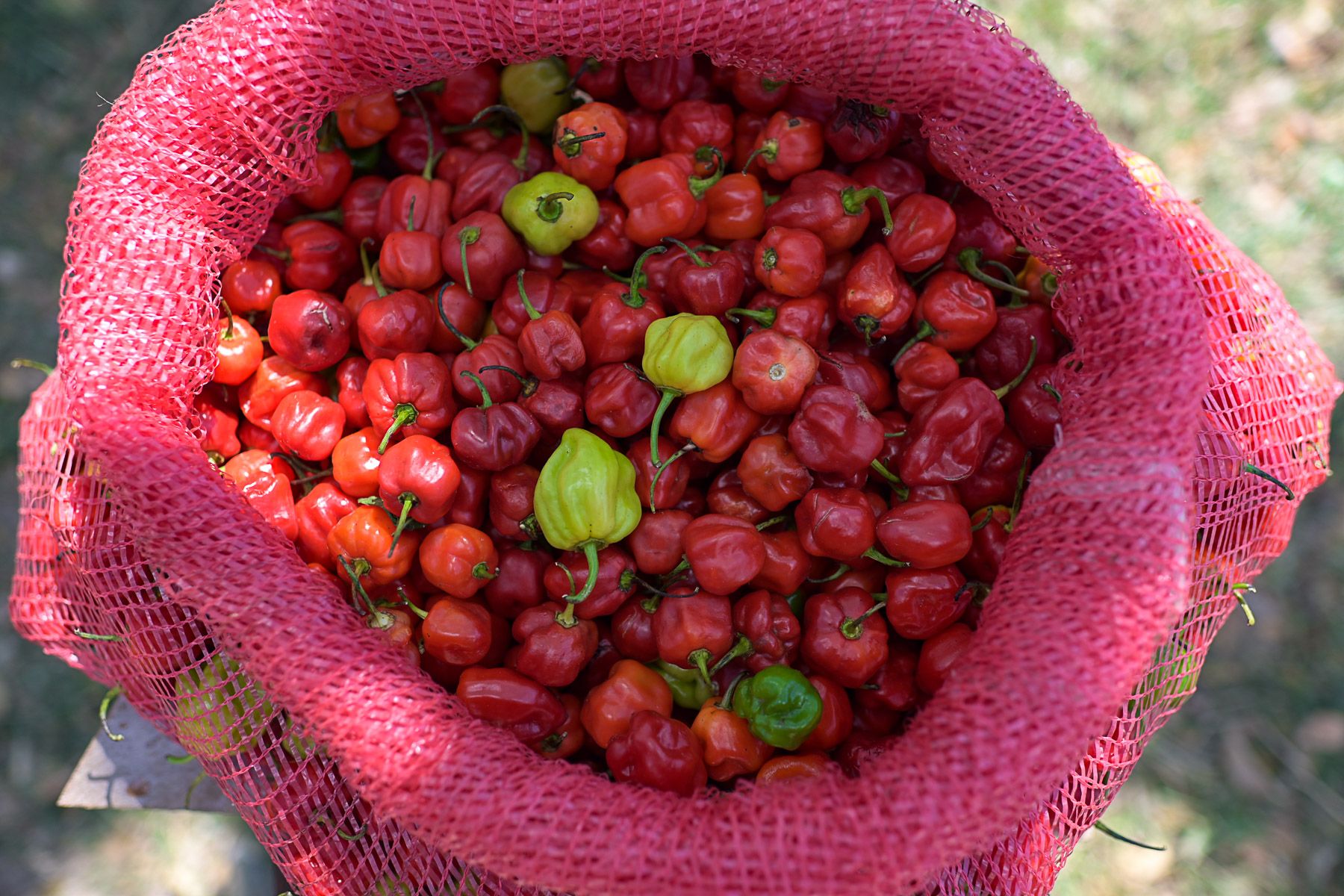 jamaica-peppers