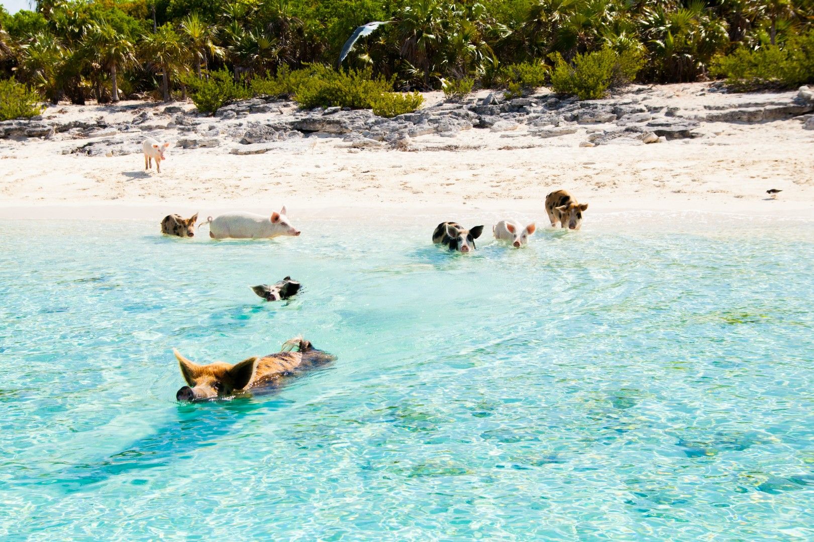 Pigs swimming in the Beaches of The Bahamas