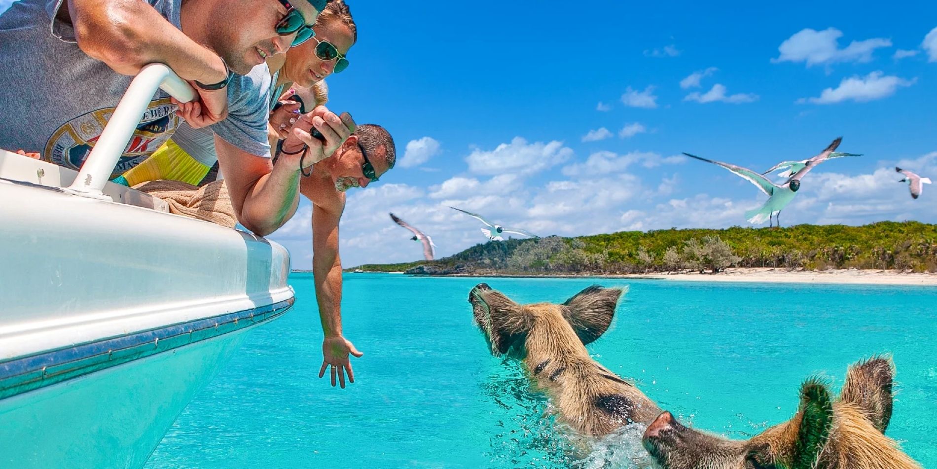 sandals-royal-bahamian-boat-pigs