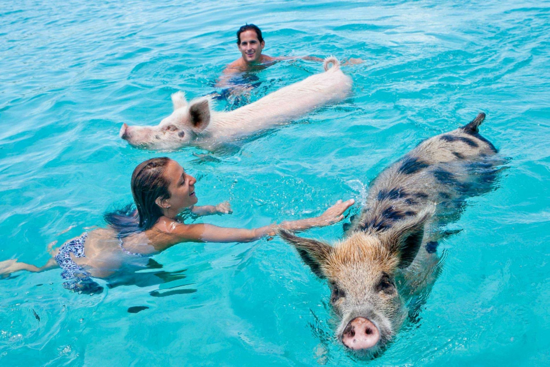 sandals-royal-bahamian-exuma-cays-swimming-pigs