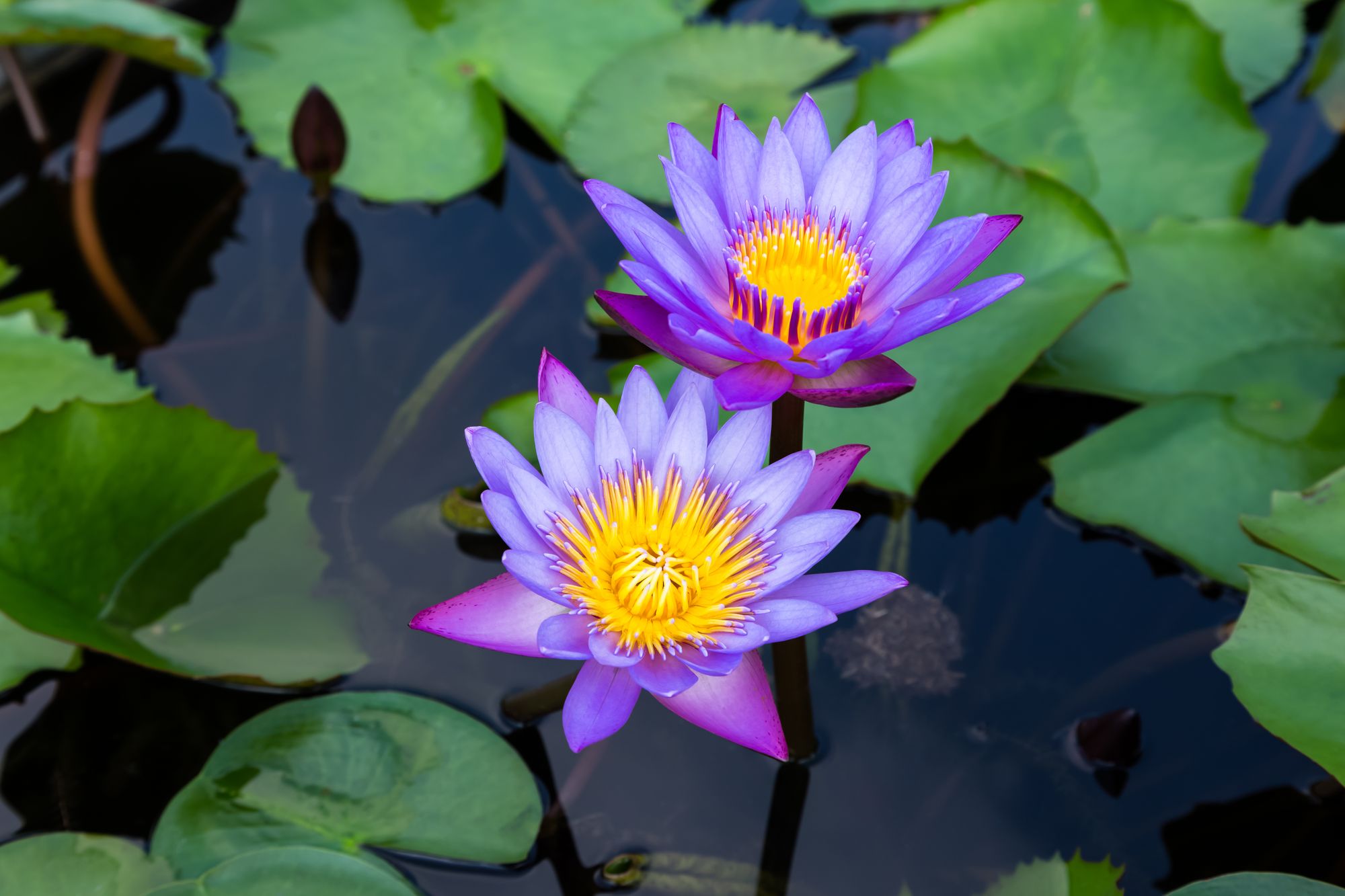 shutterstock_314857262