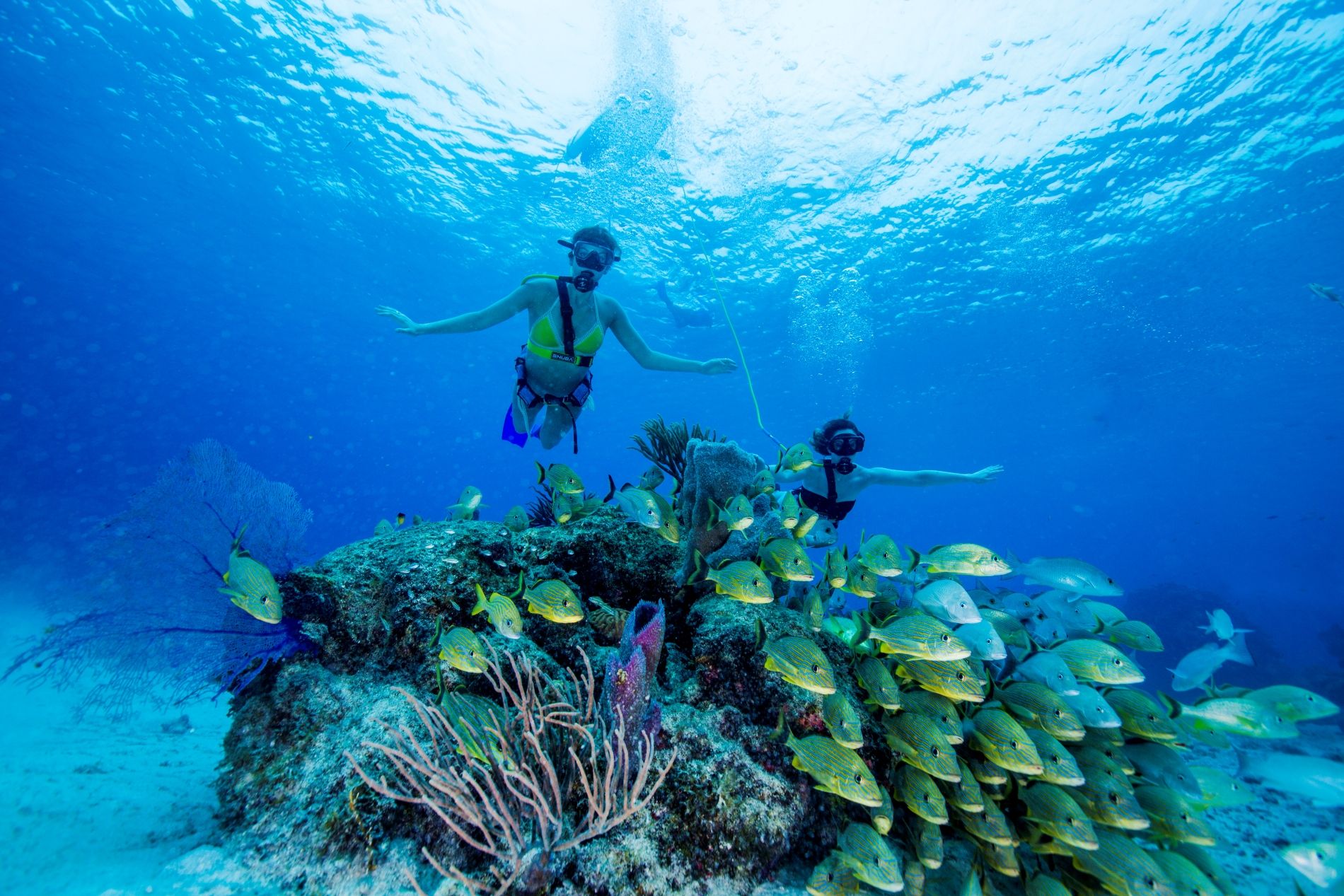 snuba-swimming-with-marine-life-db-7168