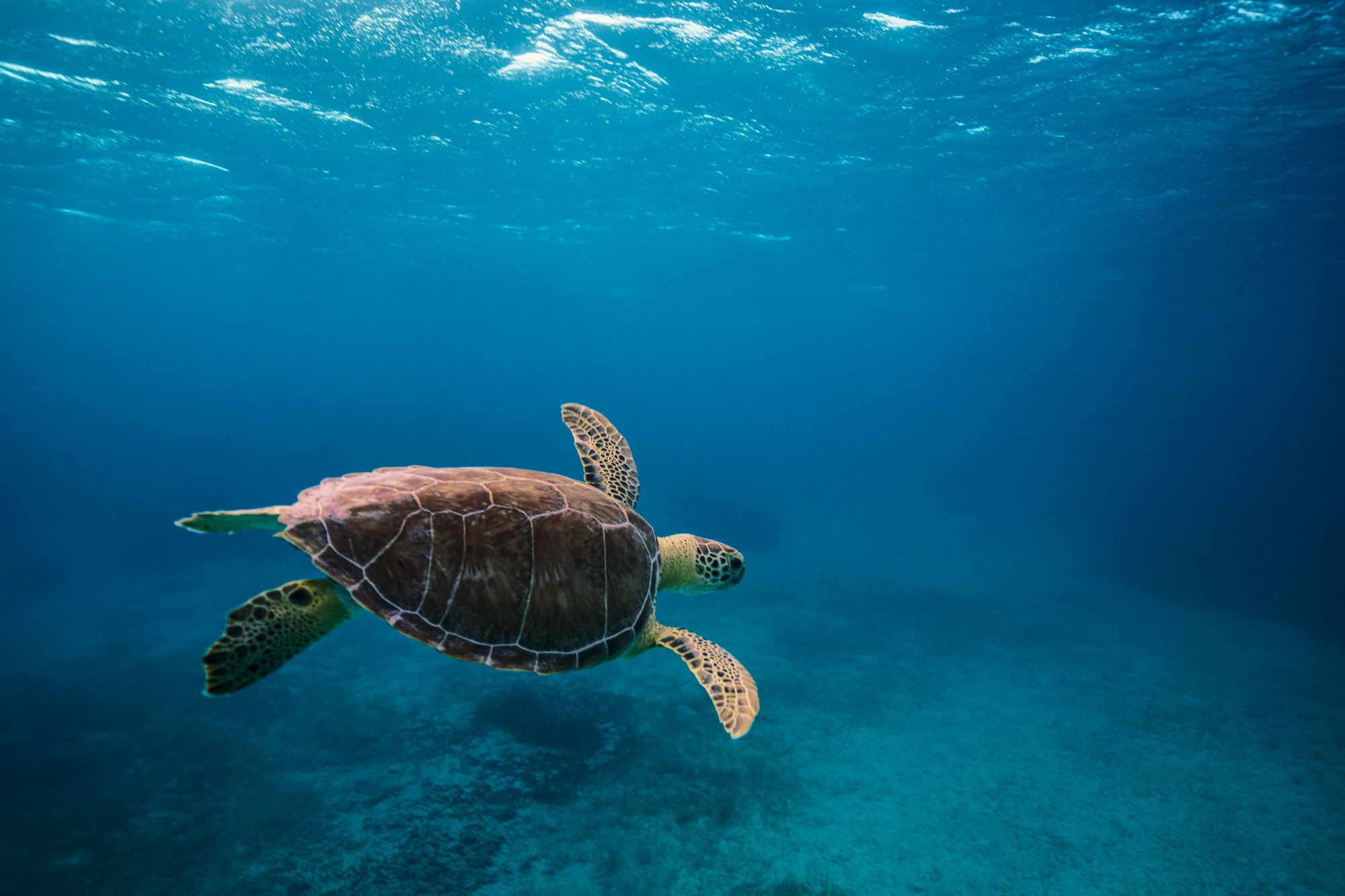 turtle-1