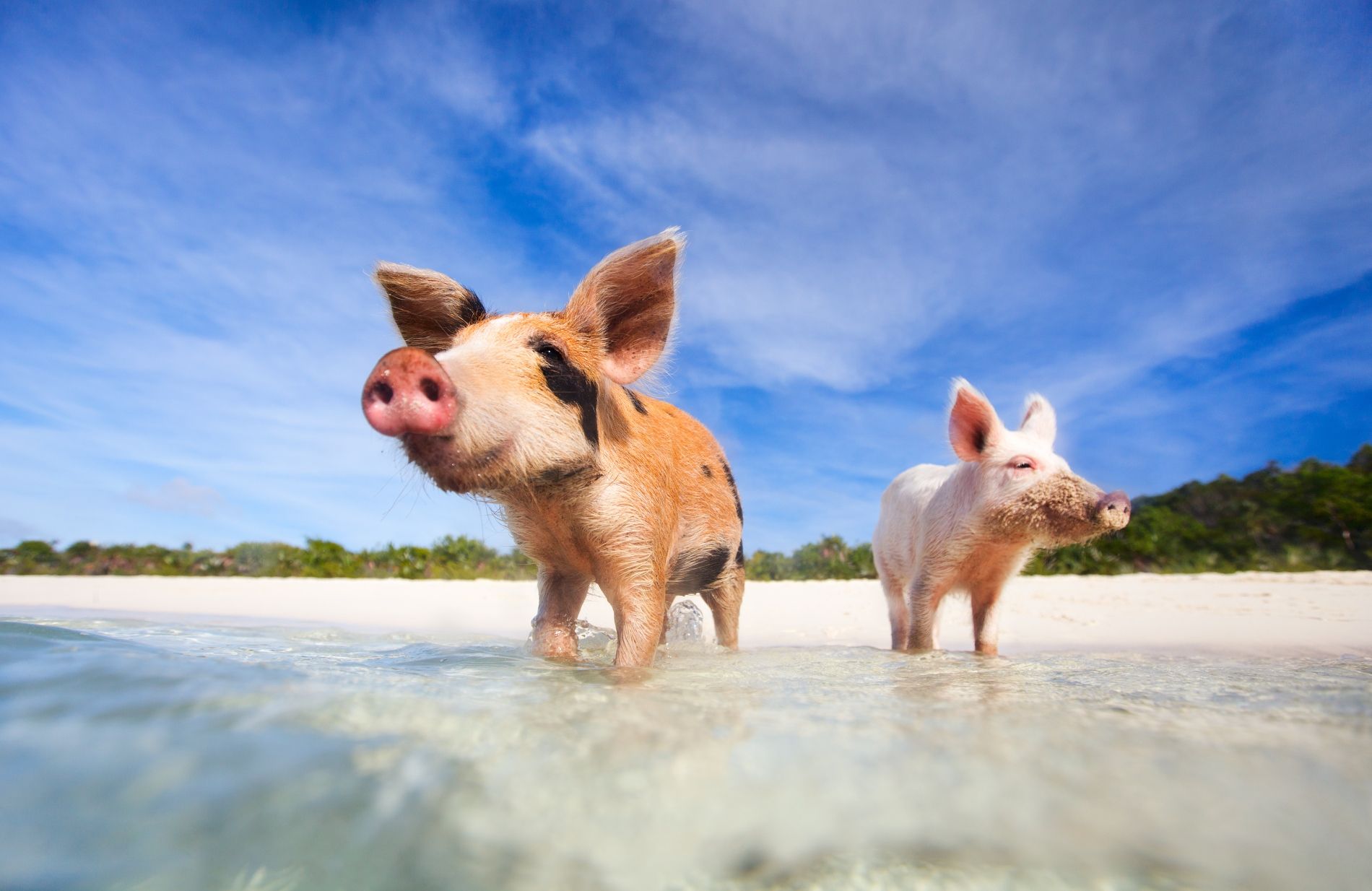 The 25 Best Things To Do In The Bahamas For An Unforgettable Vacation!