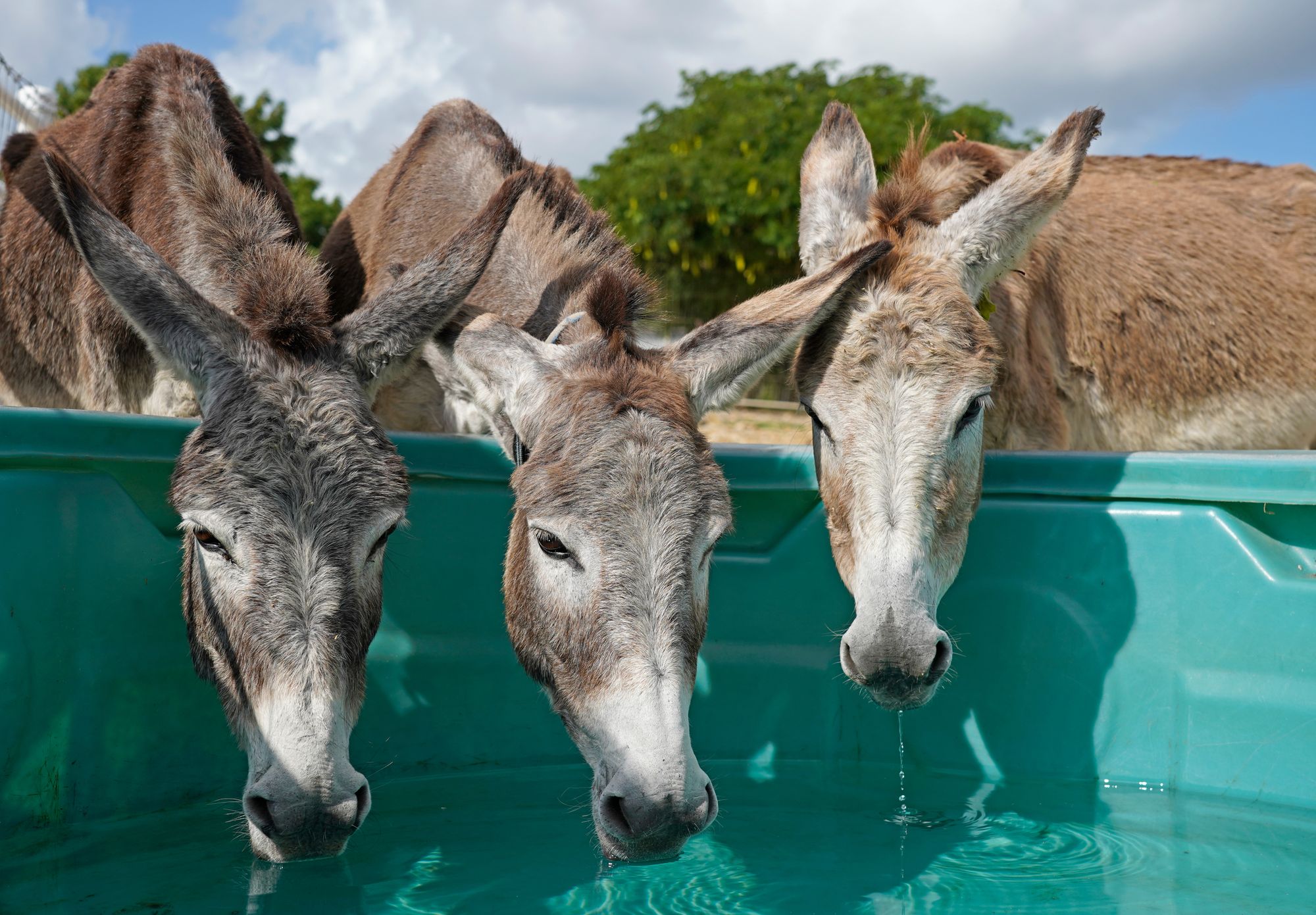 adorable donkeys Antigua