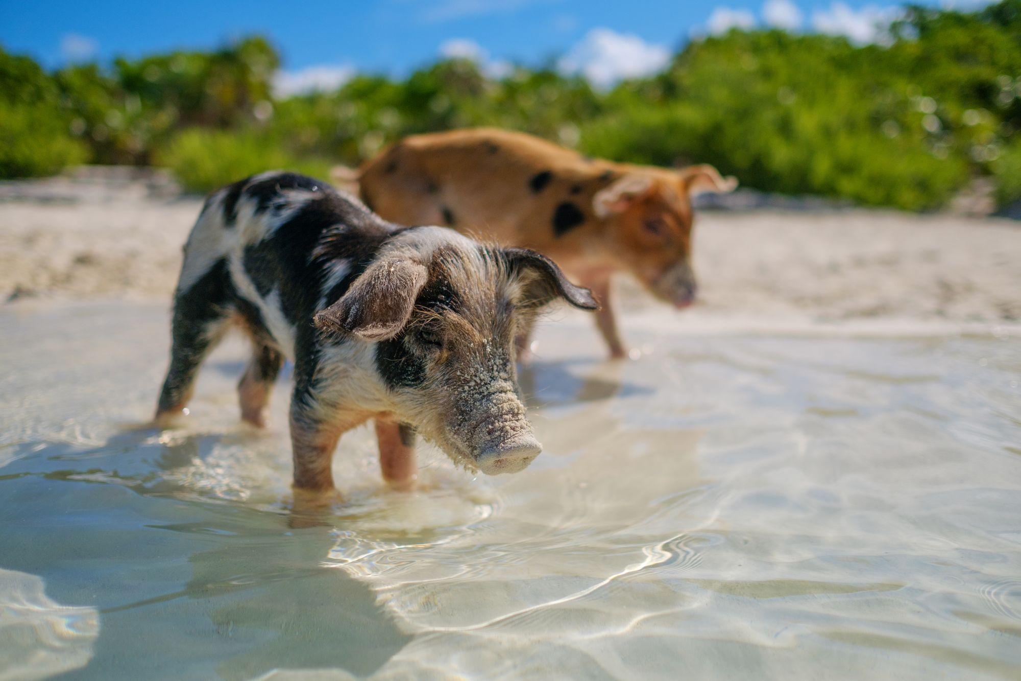 Pigs swimming in the beaches of the Bahamas
