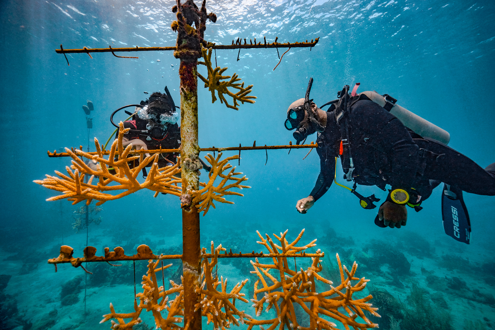 Coral reef nursery dive in St. Lucia