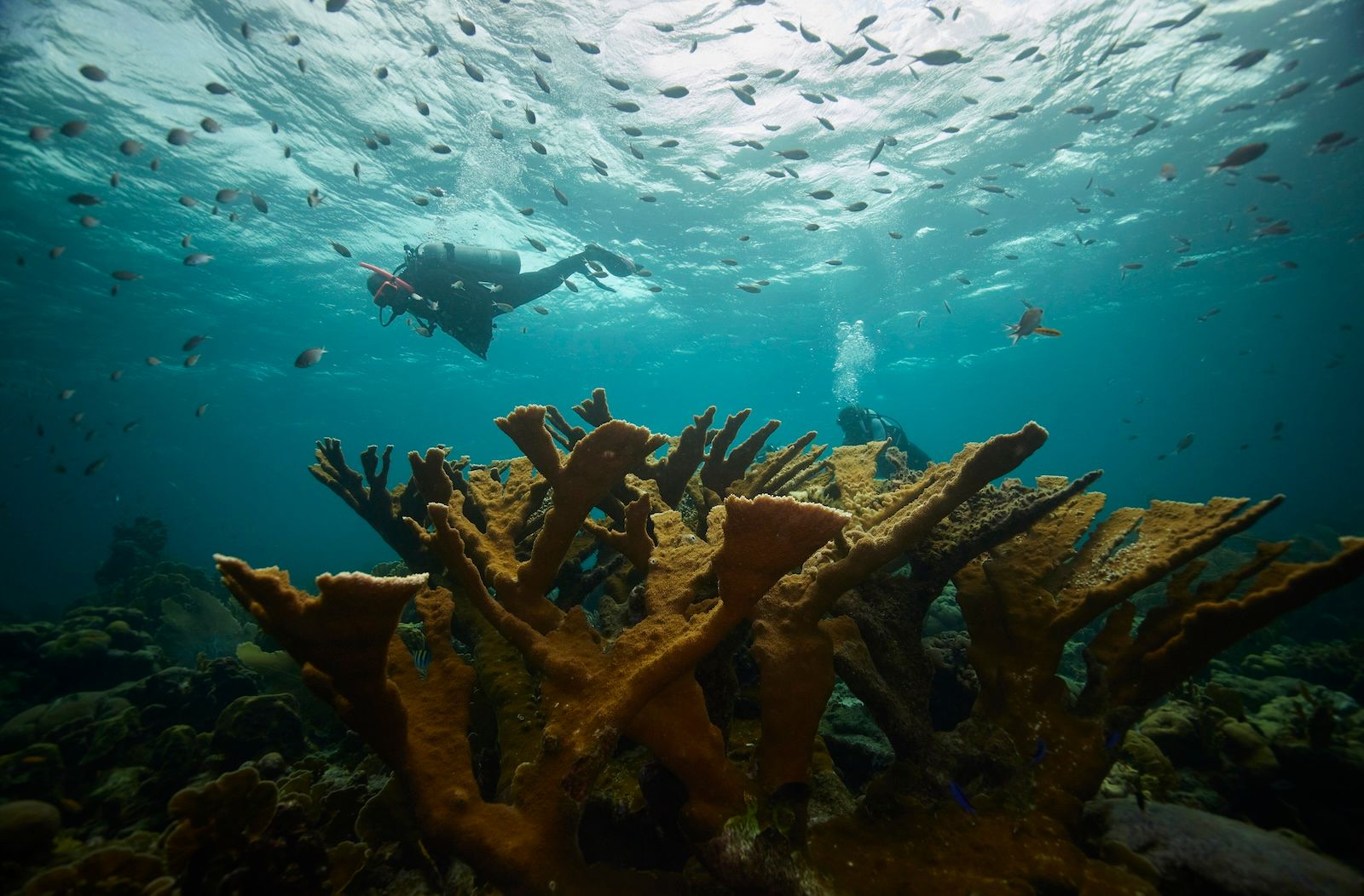 PADI-SANDALS-CURACAO-2022-DAY-001-00324