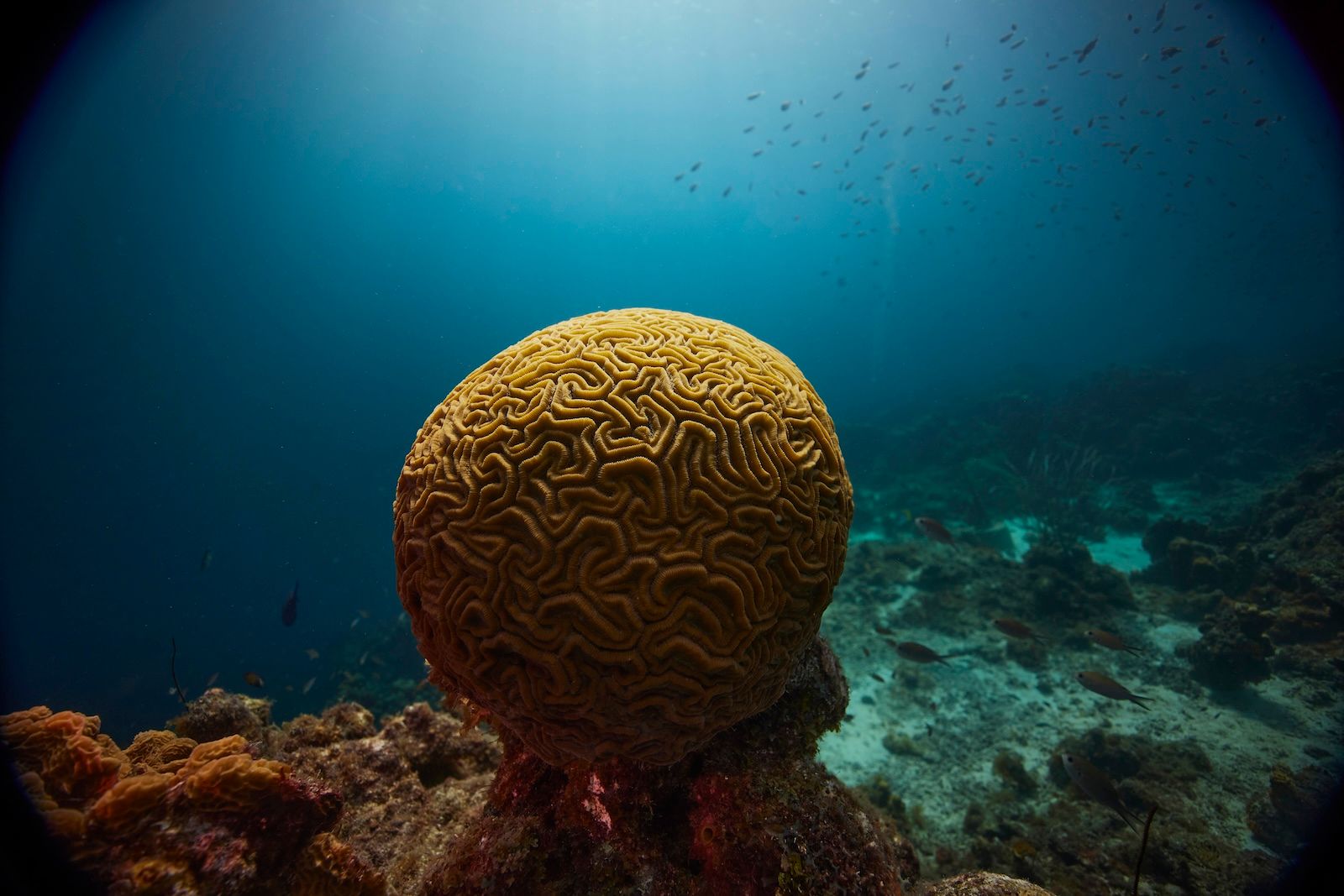 PADI-SANDALS-CURACAO-2022-DAY-005-01053