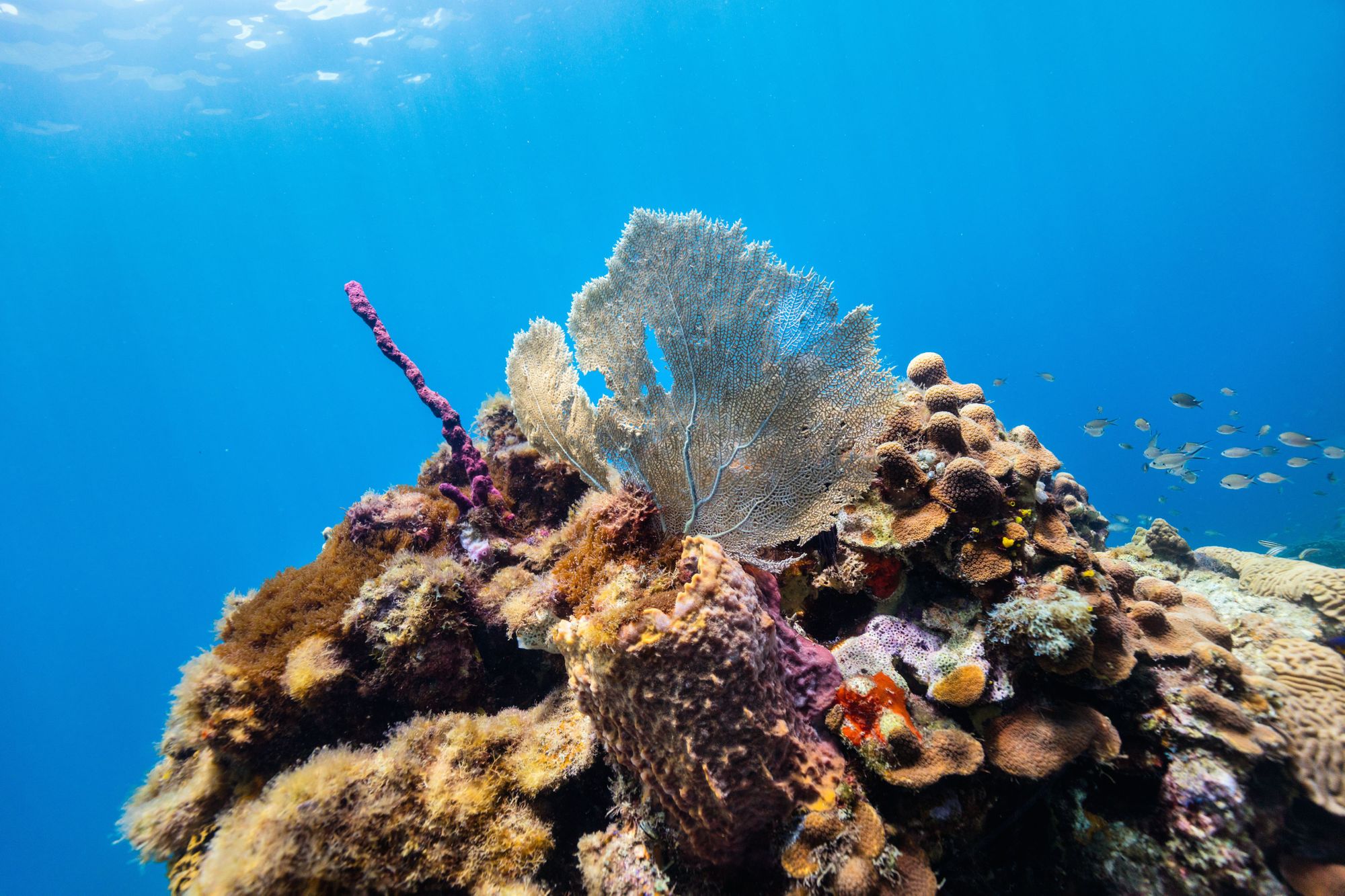 saint-lucia-snorkeling