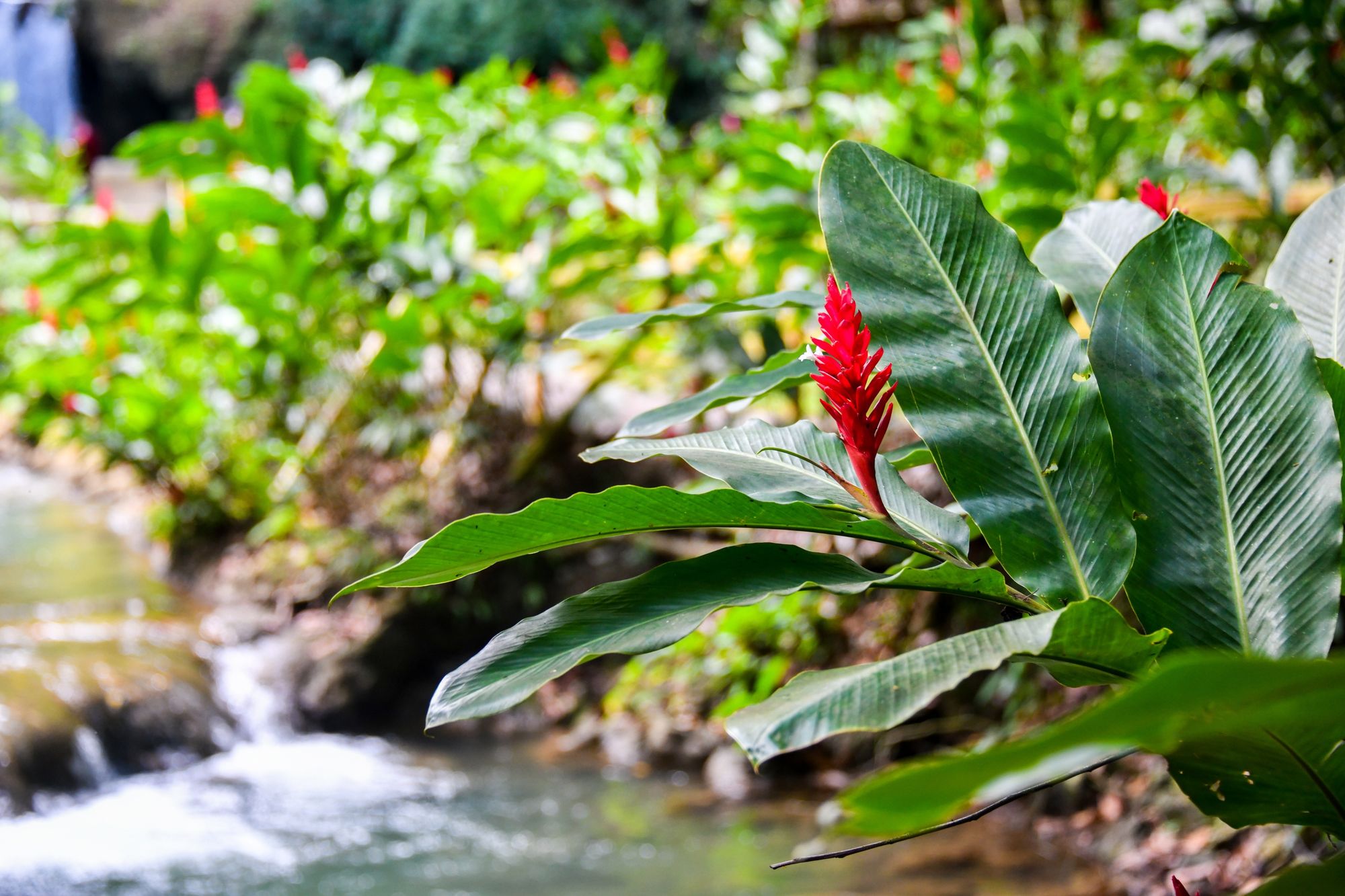 YS-Falls-Garden-Jamaica