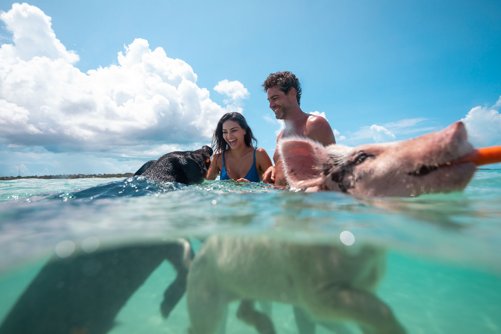 Pig_Island_0298---Copy