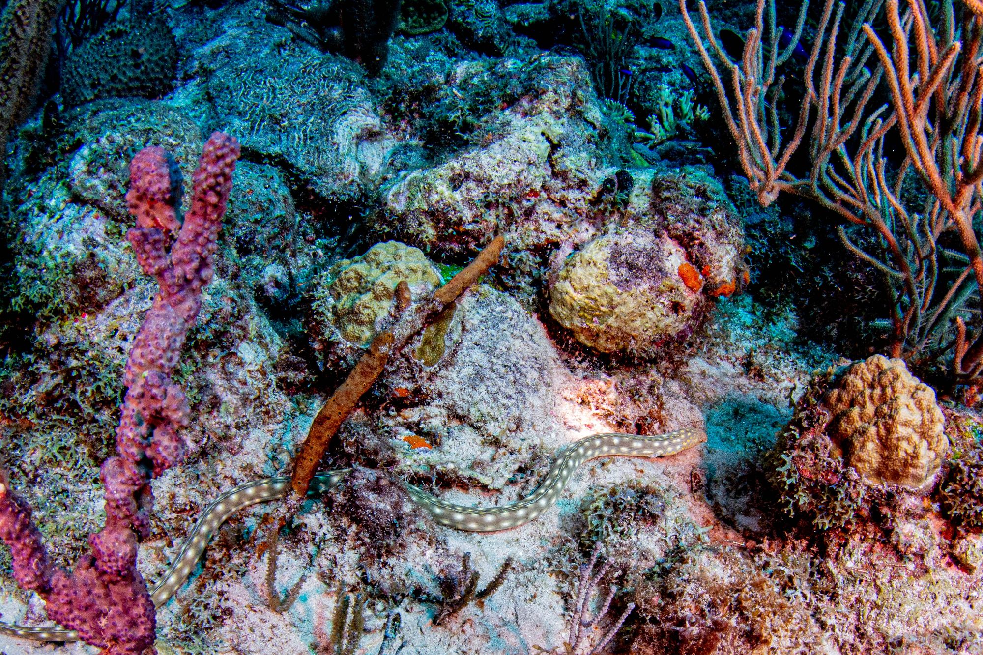 SCR-Dive-Week-Scuba-Diving-192