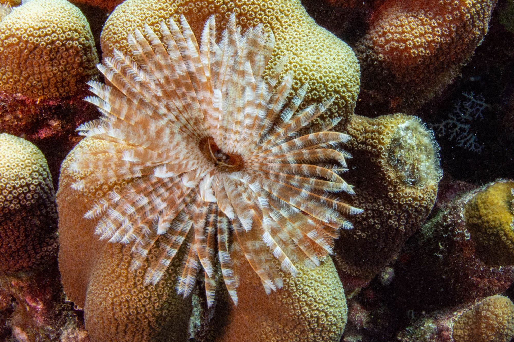 SCR-Dive-Week-Scuba-Diving-48