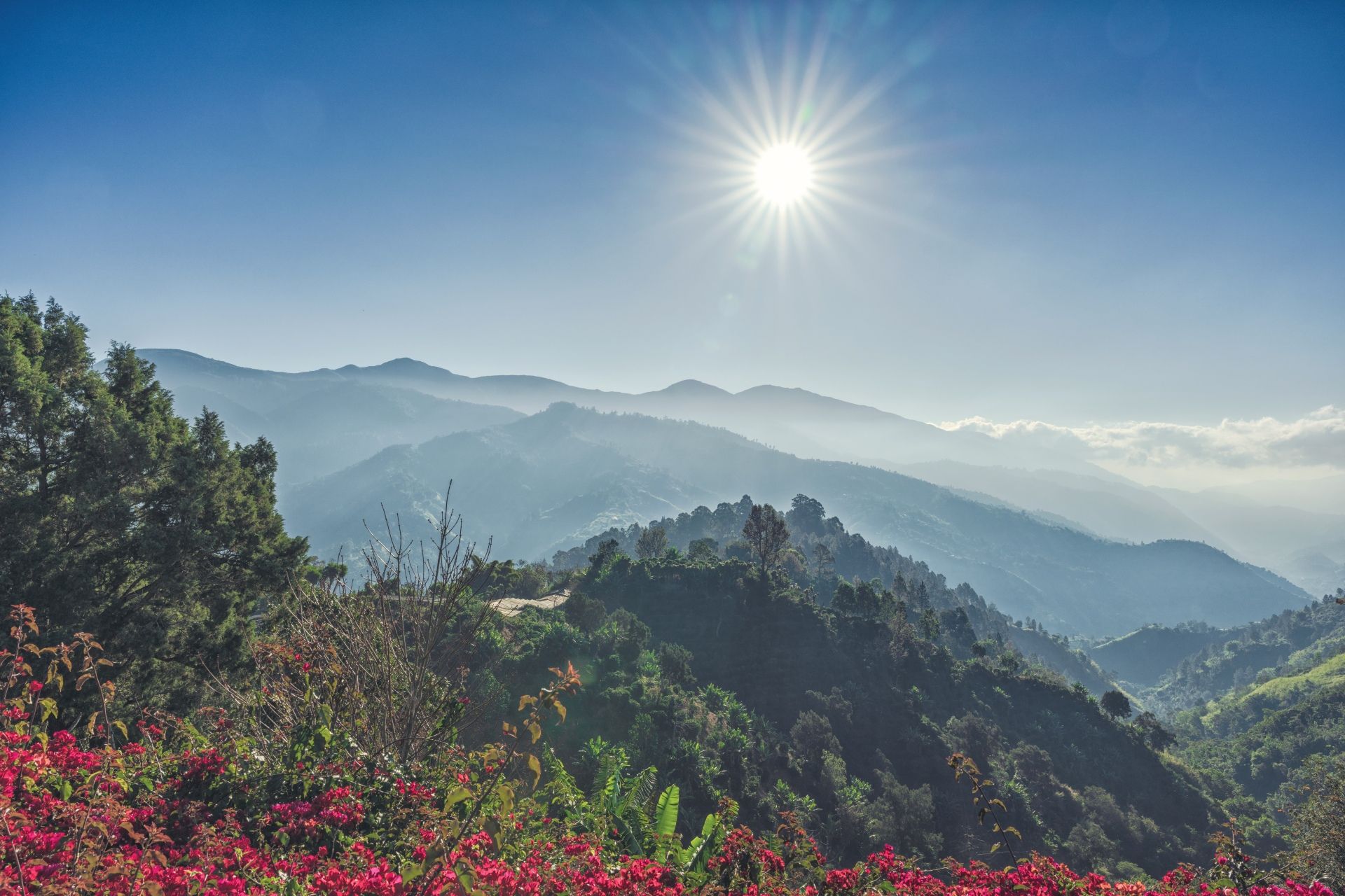 Meet the World’s Most Coveted Cup: Jamaica Blue Mountain® Coffee